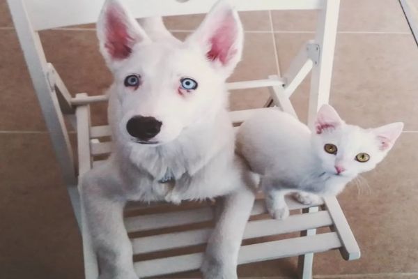 命中注定！主人正想为全白爱犬找伴白浪猫就送上门