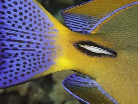 魟鱼混养黑名单,大型混养海缸