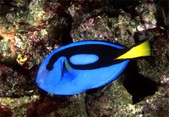 混养海缸鉴赏,混养大型海缸