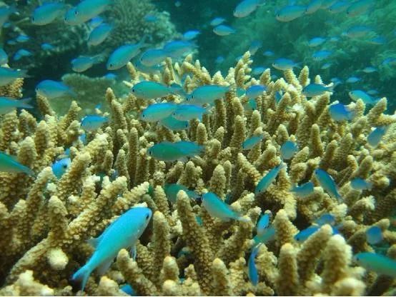 魟鱼混养黑名单,大型混养海缸