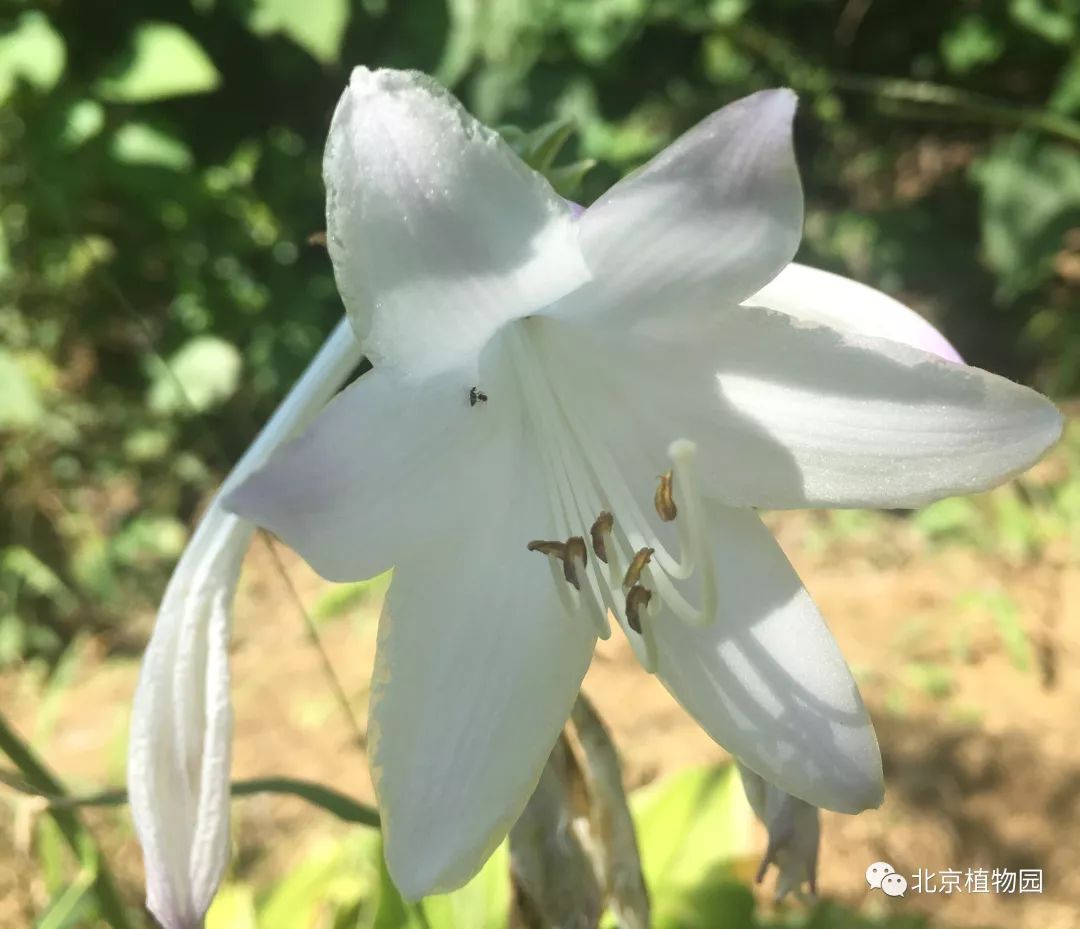 最耐寒的玉簪品种,北京植物园园艺