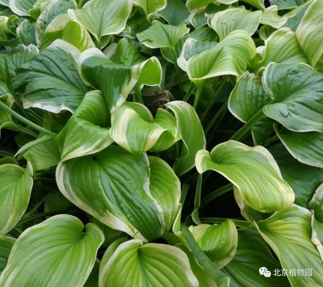 最耐寒的玉簪品种,北京植物园园艺