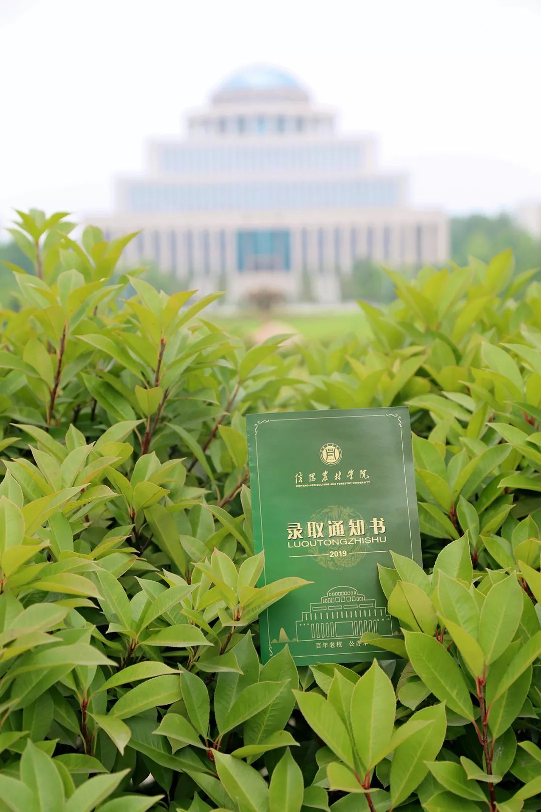 河南高校录取通知书发放,河南高校录取通知书上新