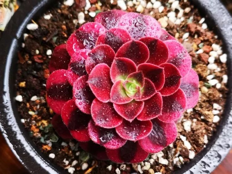 法师黑腐是什么原因,法师叶子黑腐是咋回事