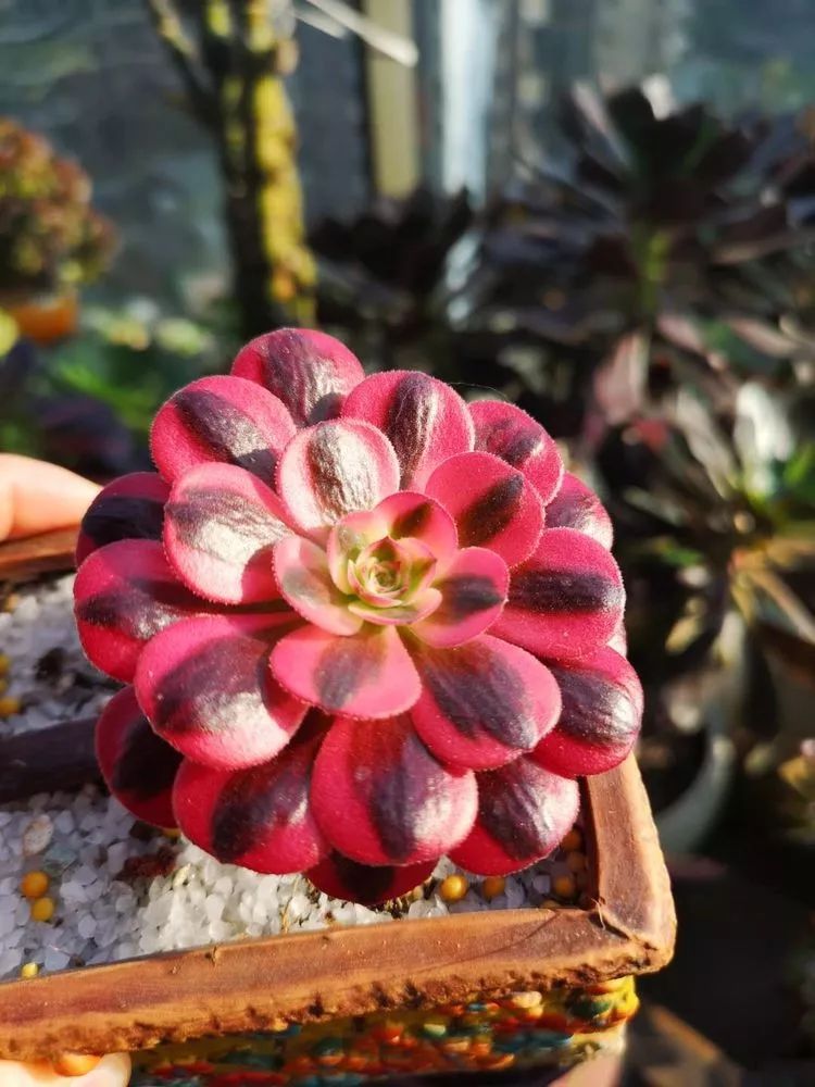 法师黑腐是什么原因,法师叶子黑腐是咋回事