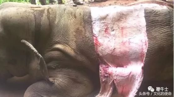 非法买卖国家重点保护动物,非法买卖动物产品