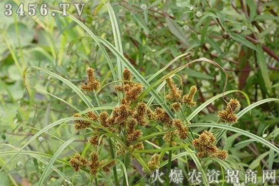 杂草影响作物收成的原因,荒地杂草除草剂效果不好怎么办