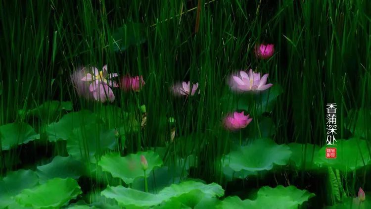 关于荷花和荷叶的生日祝福语,祝荷花生日快乐的话