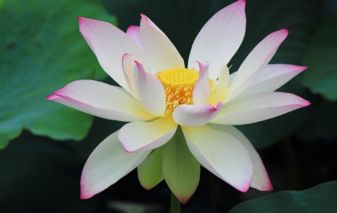 关于荷花唯美的诗句大全,最有意思的荷花诗词