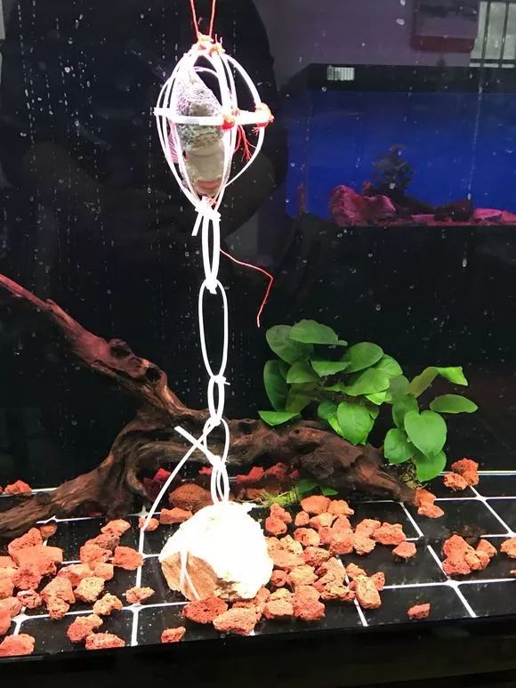 我的罗严重失鰾，都说救不活了但依旧给了我奇迹