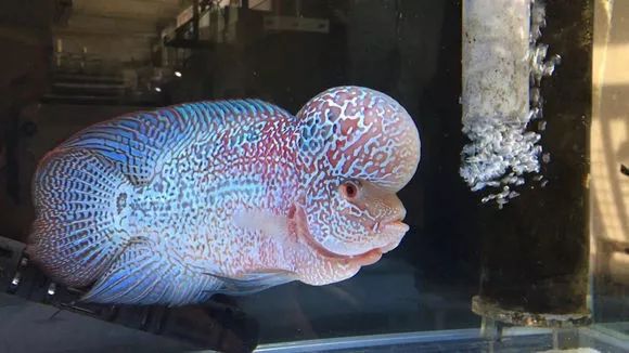 我的罗严重失鰾,都说救不活了但依旧给了我奇迹