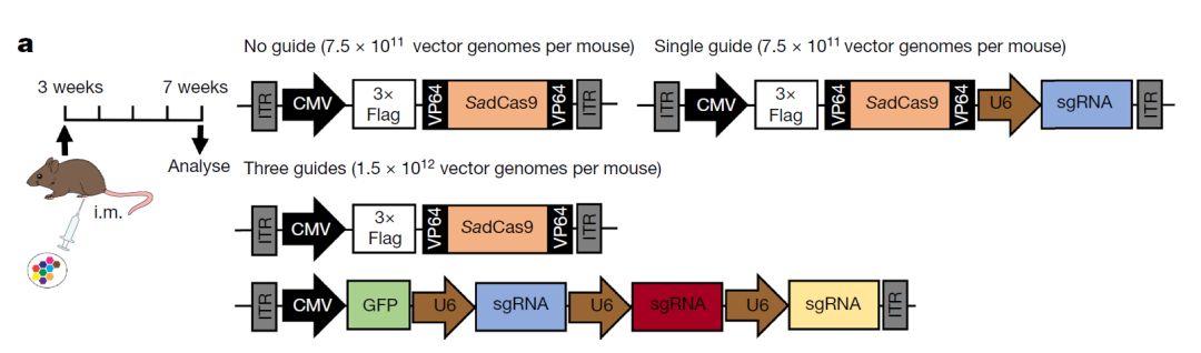 杜氏肌营养不良基因疗法最新进展,进行性肌肉营养不良基因检测