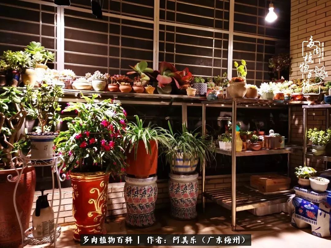 我的阳台“肉园”，看着它们，亦可醉生梦死了