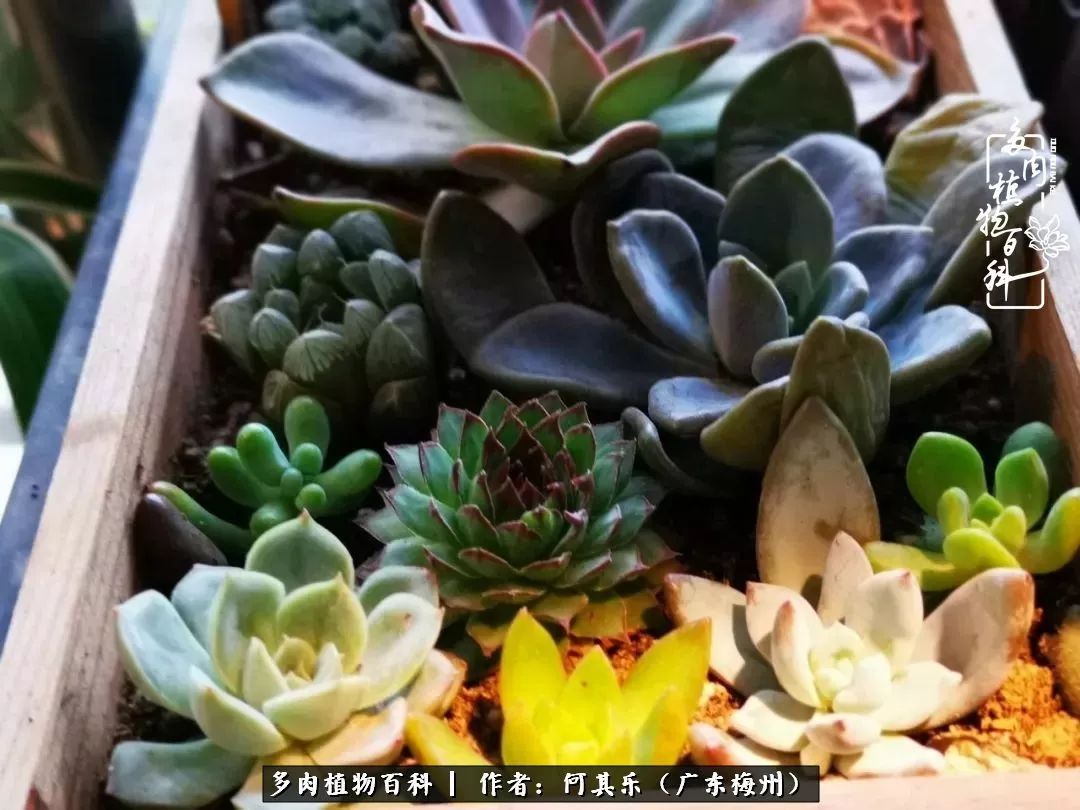 我的阳台“肉园”，看着它们，亦可醉生梦死了