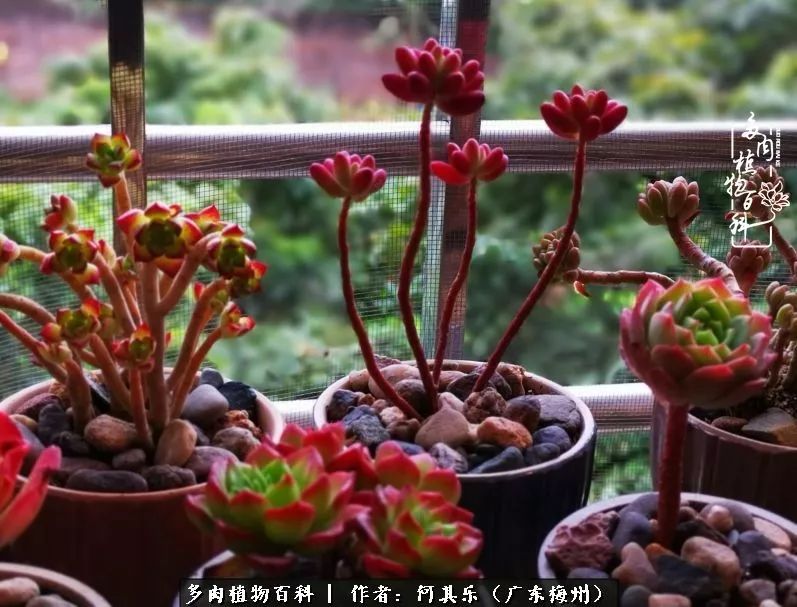 我的阳台“肉园”，看着它们，亦可醉生梦死了