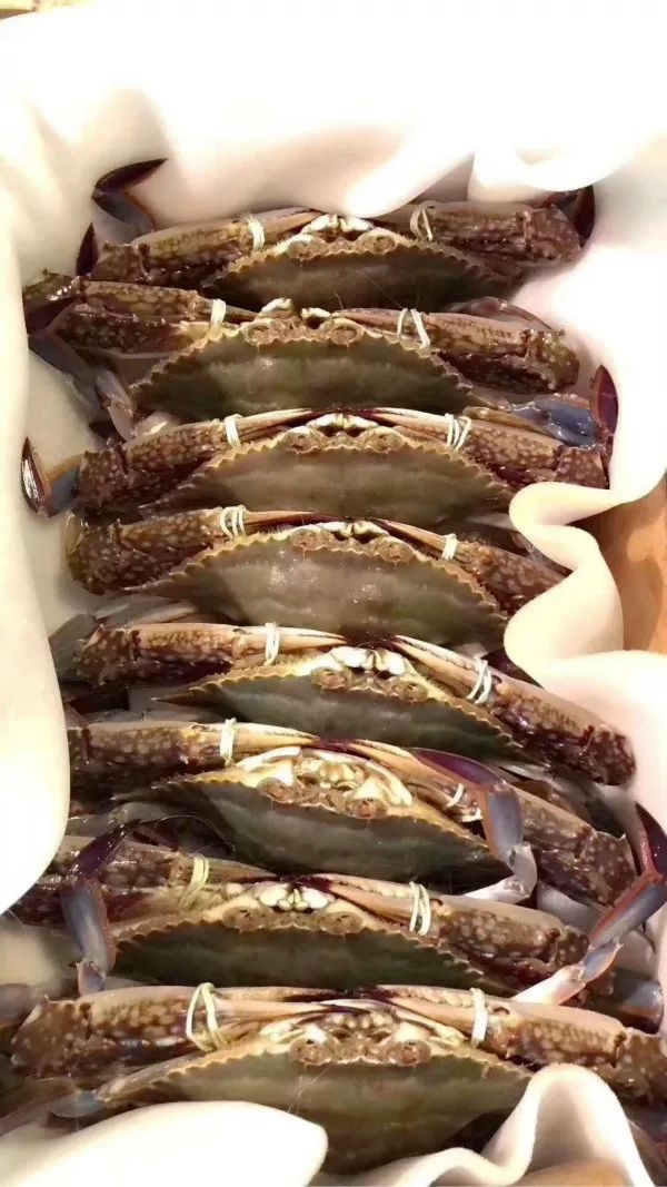 鑲ョ編鐨勫ぇ娴烽矞,鑲ョ編鐨勫ぇ姊瓙锜瑰張鏉ヤ簡