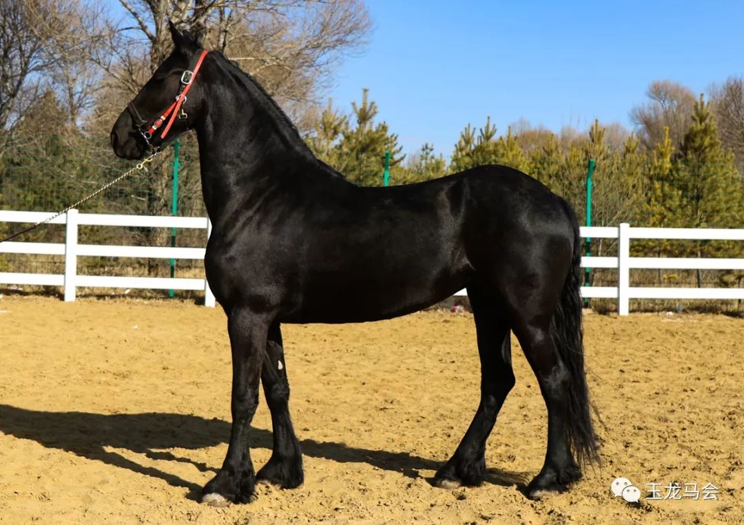 名马之后，发现无限“商机”！国际赛冠军登陆第六期“玉龙”马匹网络拍卖会