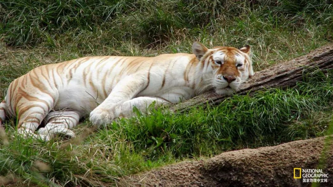 “谢谢你们,我们终于快死光了”