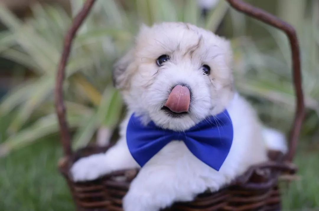 12种爱犬领你参观它们的老家