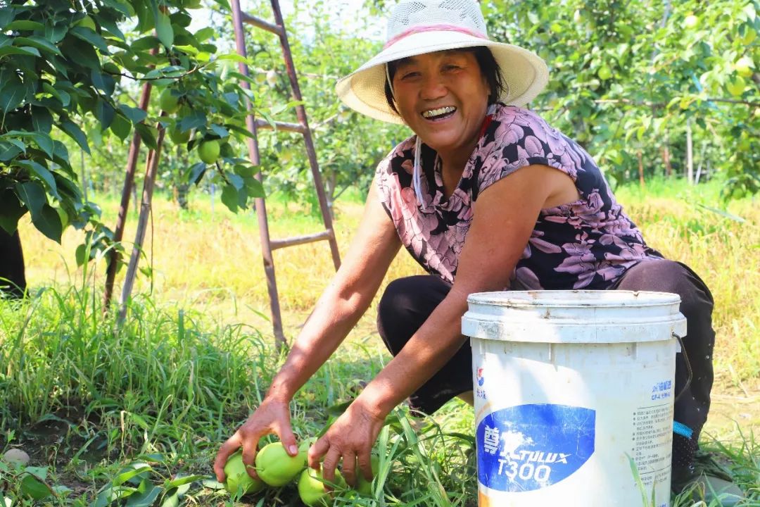 阳信鸭梨的历史,鸭梨成长日记