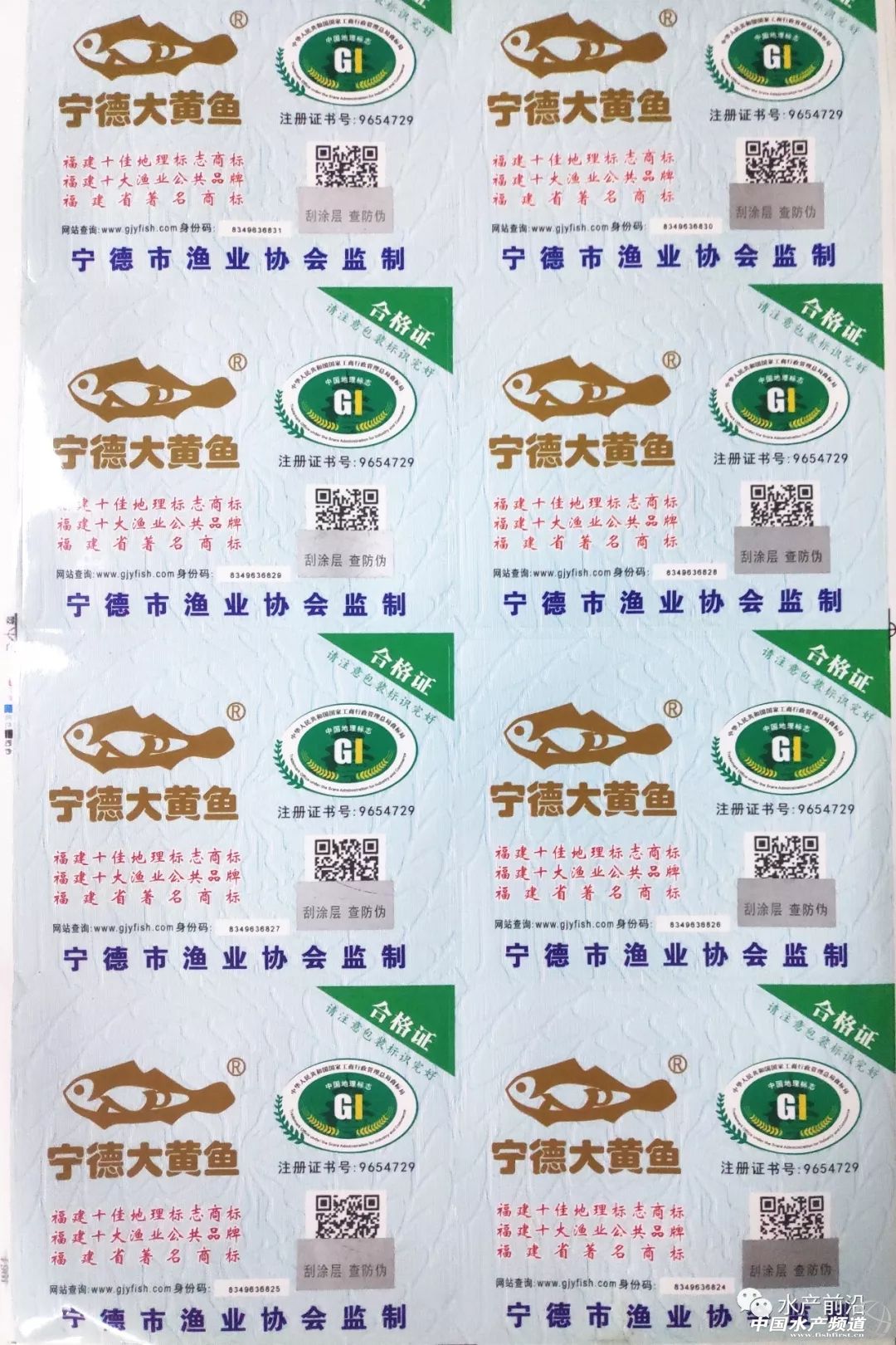 养殖大黄鱼掉价,大黄鱼养殖政策