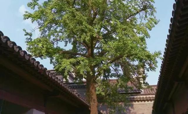 除了鸭血粉丝汤还有啥汤,南京值得去的鸭血粉丝汤