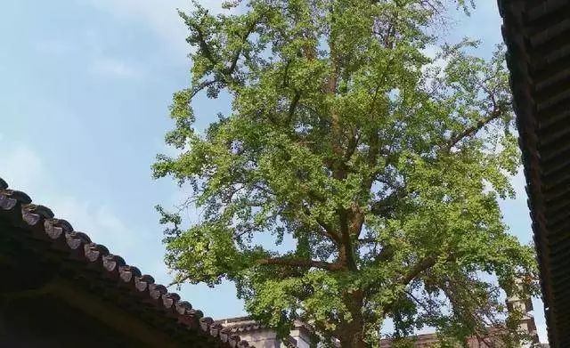 除了鸭血粉丝汤还有啥汤,南京值得去的鸭血粉丝汤