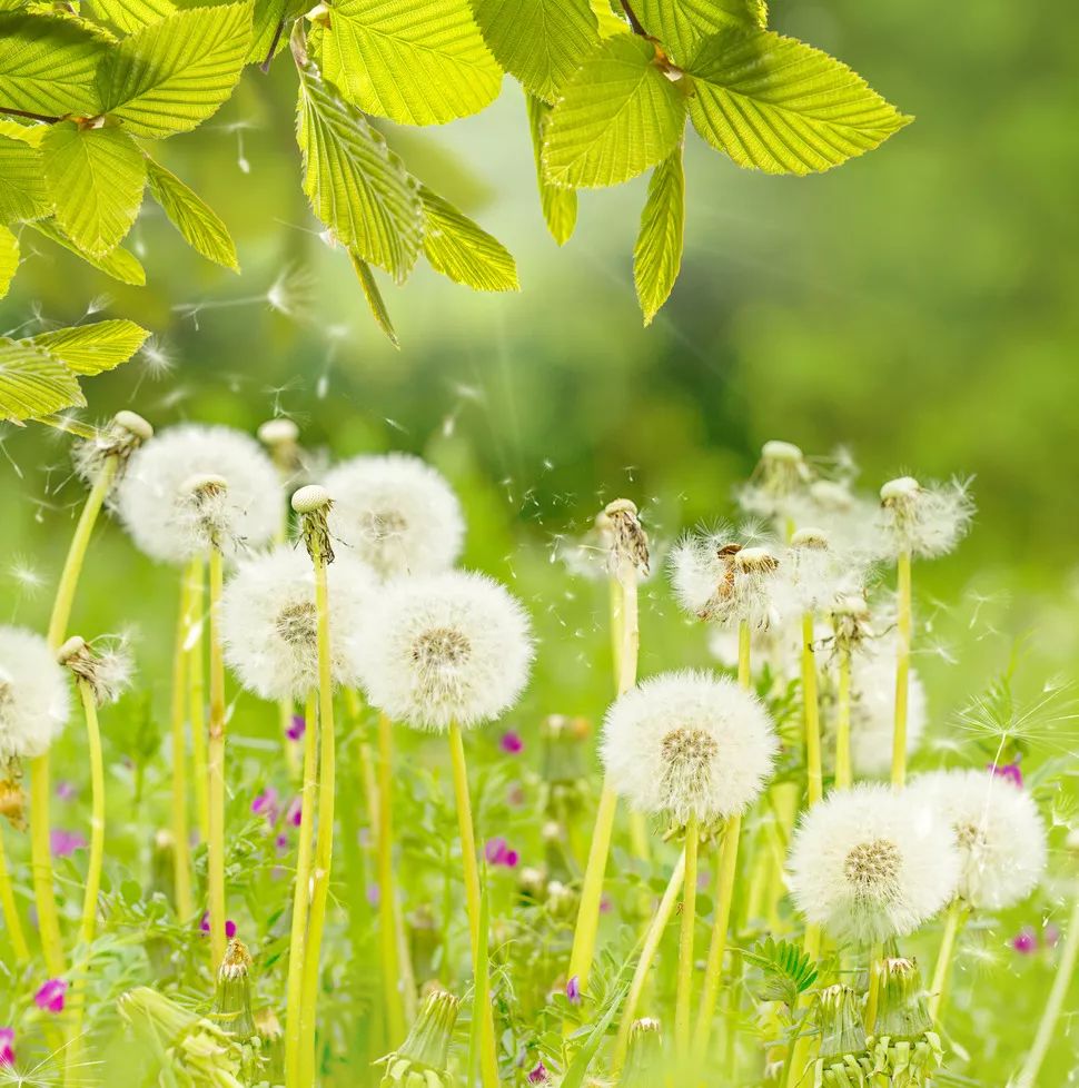 一吹即散的蒲公英图片,一吹就散的蒲公英什么意思