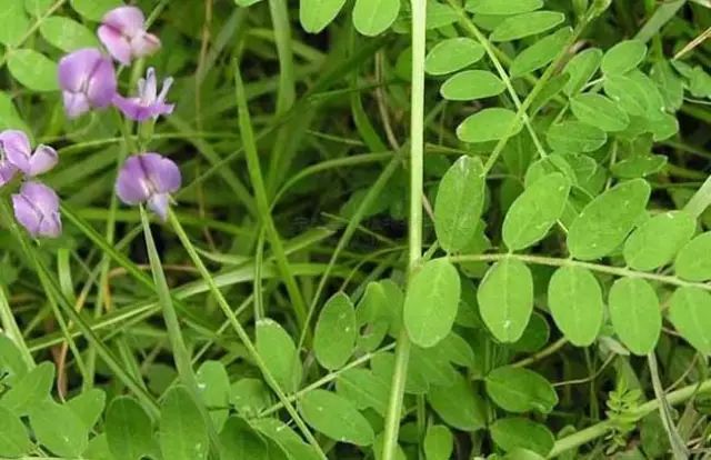 一吹就散的蒲公英抖音视频,一吹即散的蒲公英图片