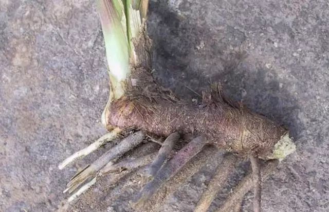 一吹即散的蒲公英图片,一吹就散的蒲公英抖音视频