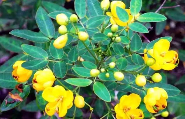 一吹即散的蒲公英图片,一吹就散的蒲公英抖音视频