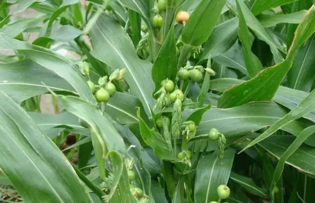 一吹即散的蒲公英图片,一吹就散的蒲公英抖音视频