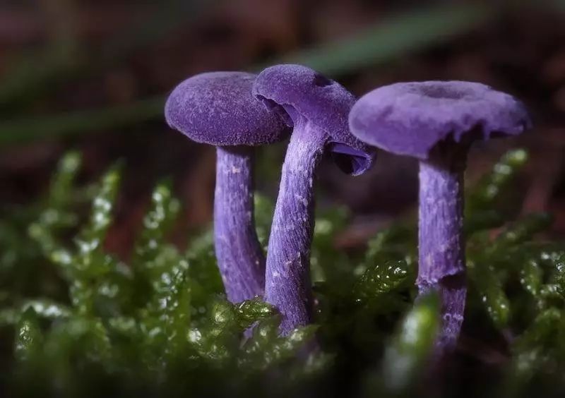 世界上最美的9种蘑菇,阿凡达菌类