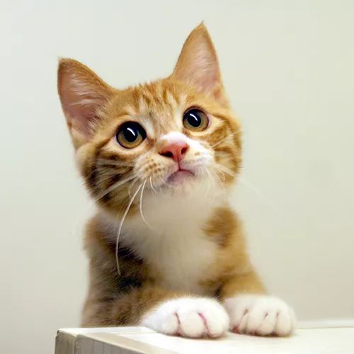 领养自贡富顺的孩子,领养孩子的视频小豆花