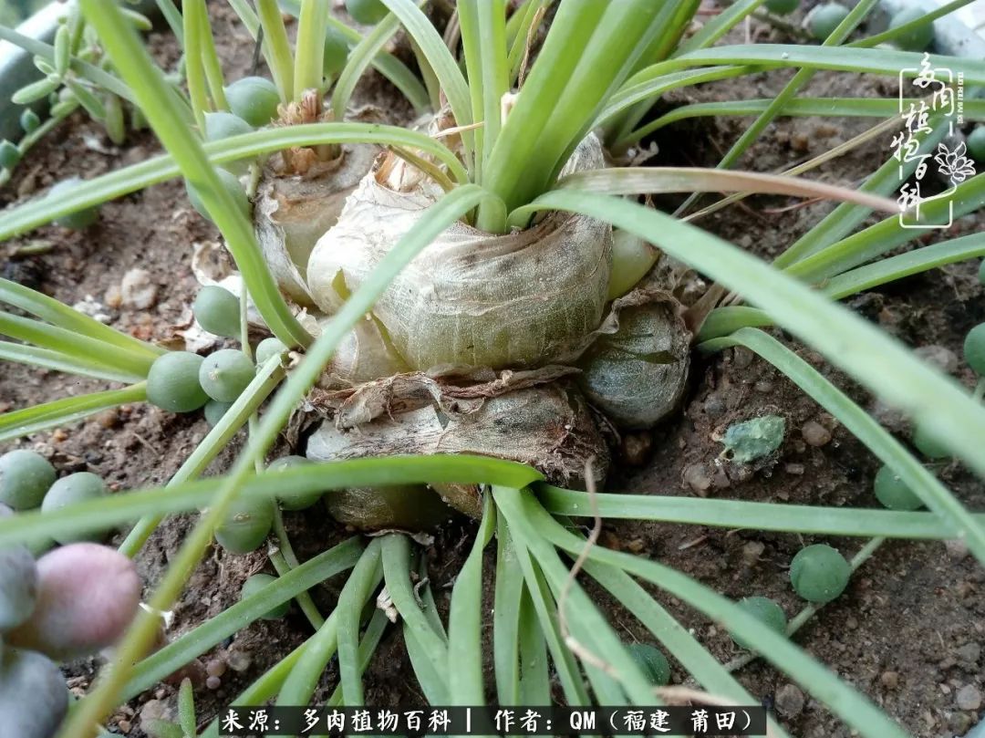 无尽的多肉！陪我走过七年人生之旅