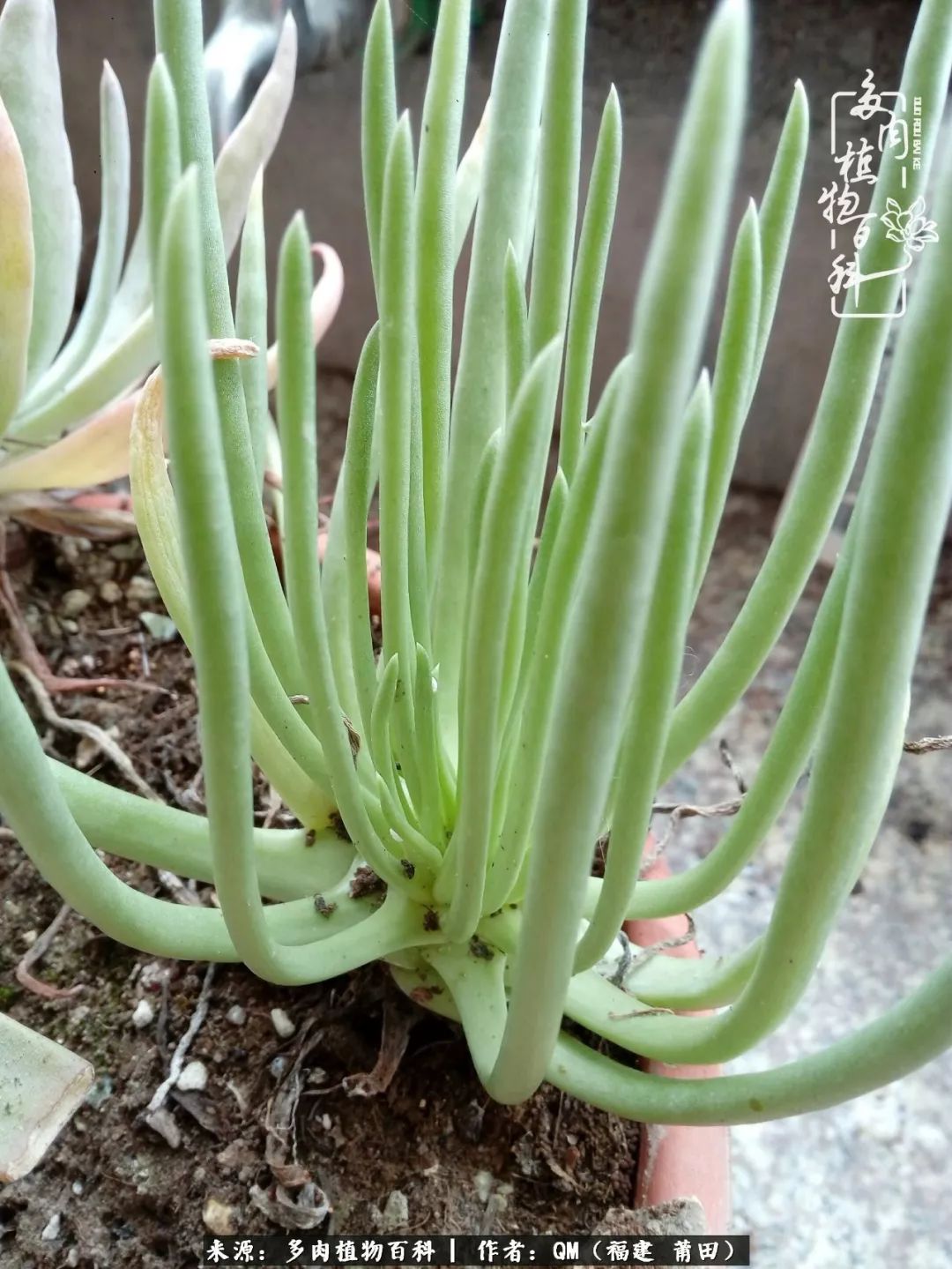 无尽的多肉!陪我走过七年人生之旅