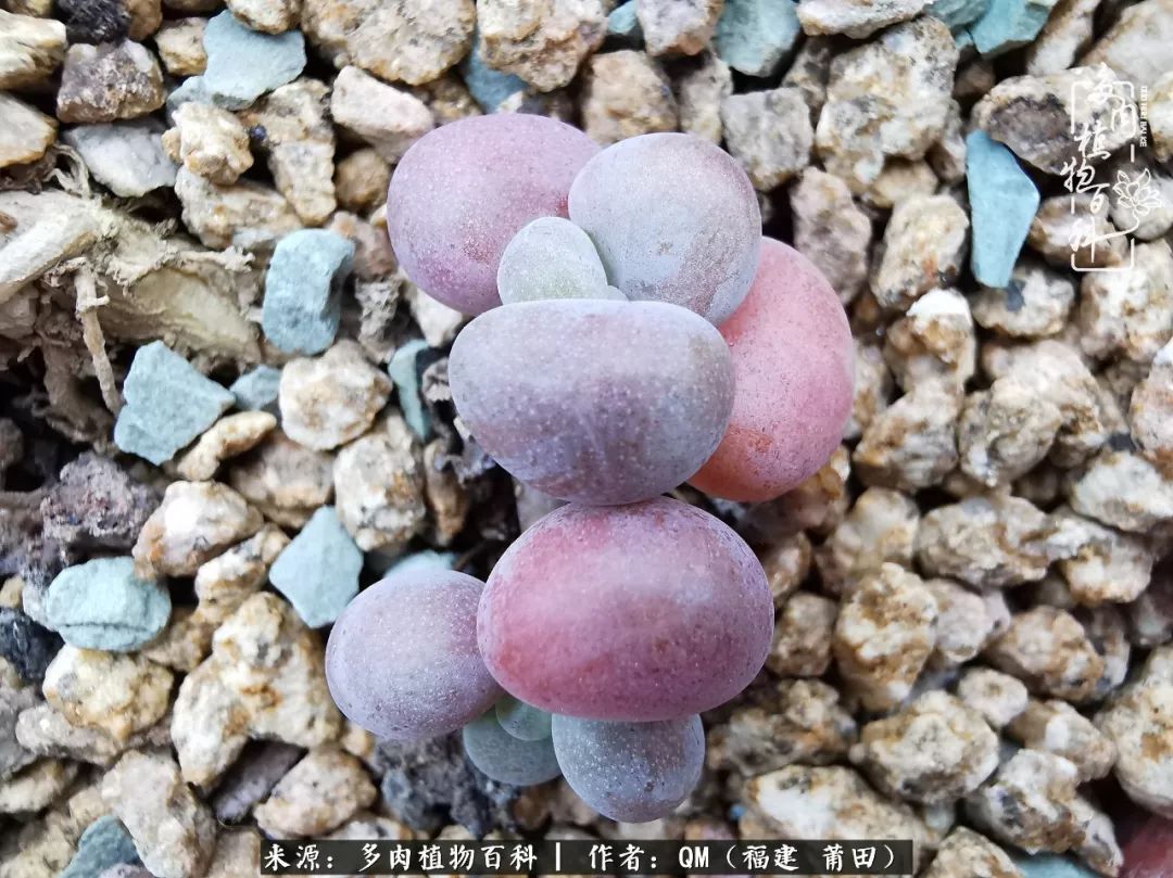 无尽的多肉！陪我走过七年人生之旅