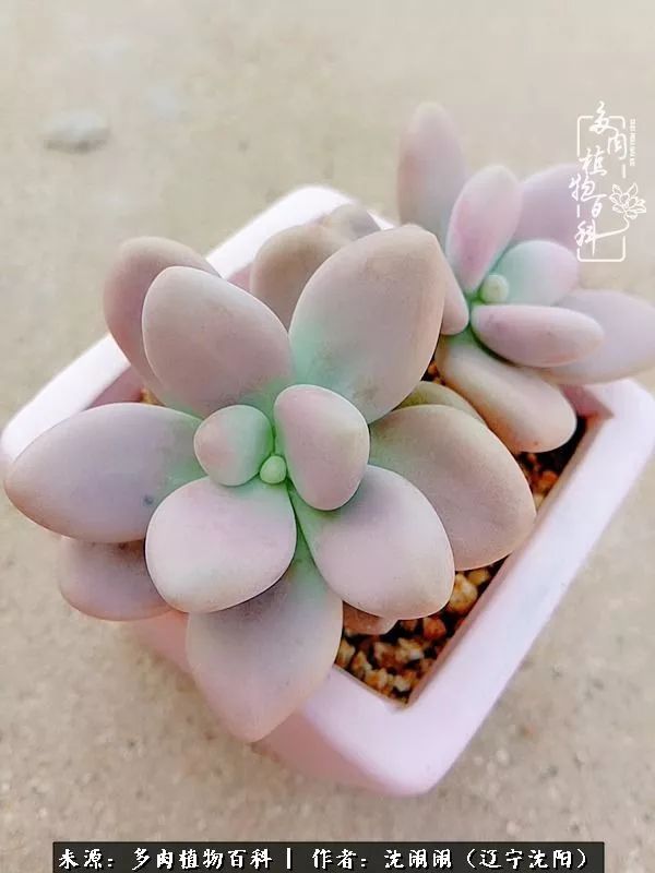 心若向阳无惧晴天,心若向阳不畏风雨