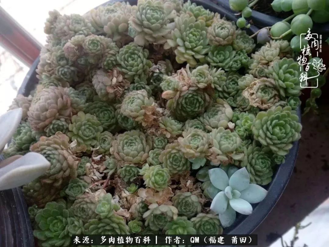 无尽的多肉！陪我走过七年人生之旅