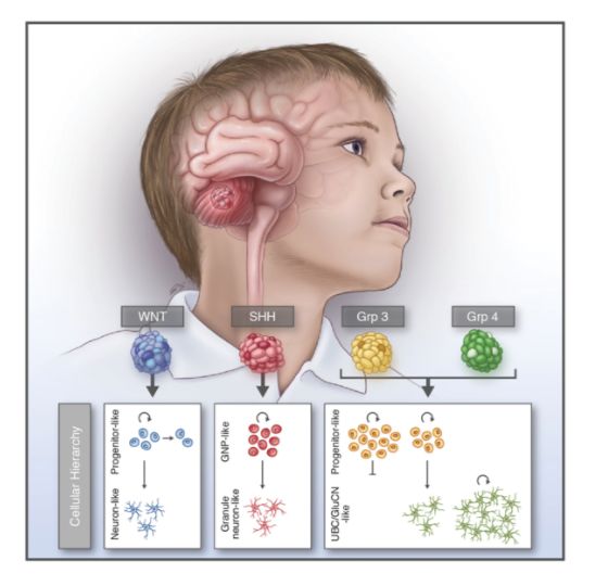 nature解密细胞图谱,nature基因组突变