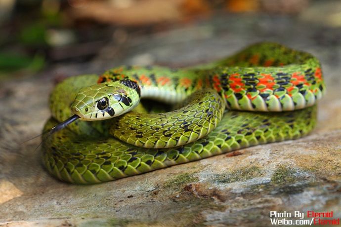 科普蛇类有毒的和没毒的,科普蛇的主播有哪些
