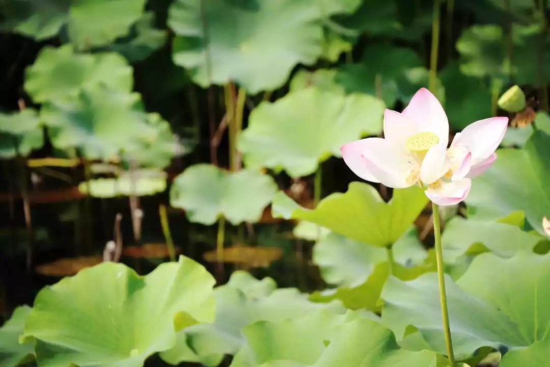 南京江宁区秣陵杏花村景区,南京秣陵杏花村