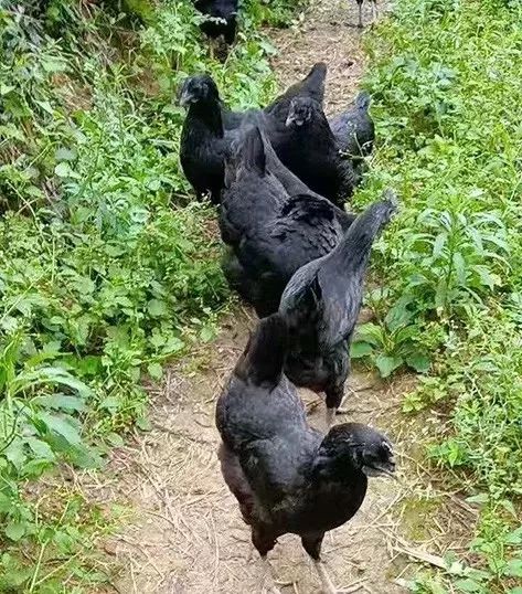 鸡也要饮凉茶消暑排毒，容县农民养出“绿壳蛋鸡”