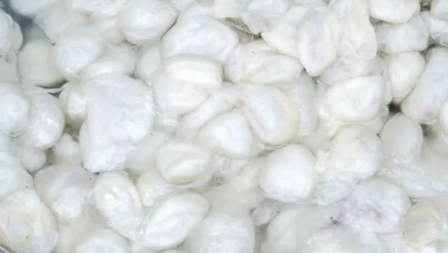 棉花被和蚕丝被到底哪个好,蚕丝被和棉花被哪个好一点