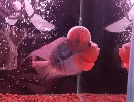 罗汉鱼开缸全过程,罗汉缸需要多少钱