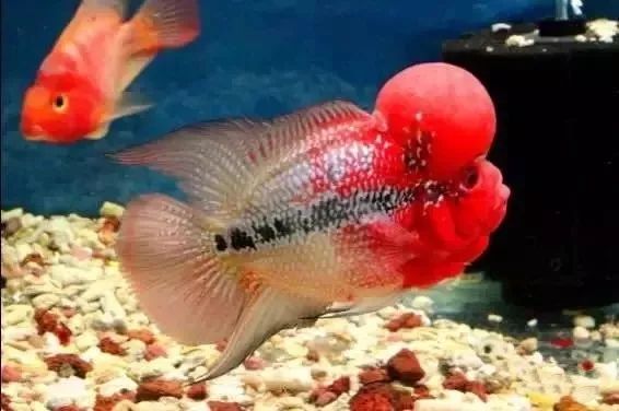 罗汉鱼开缸全过程,罗汉缸需要多少钱