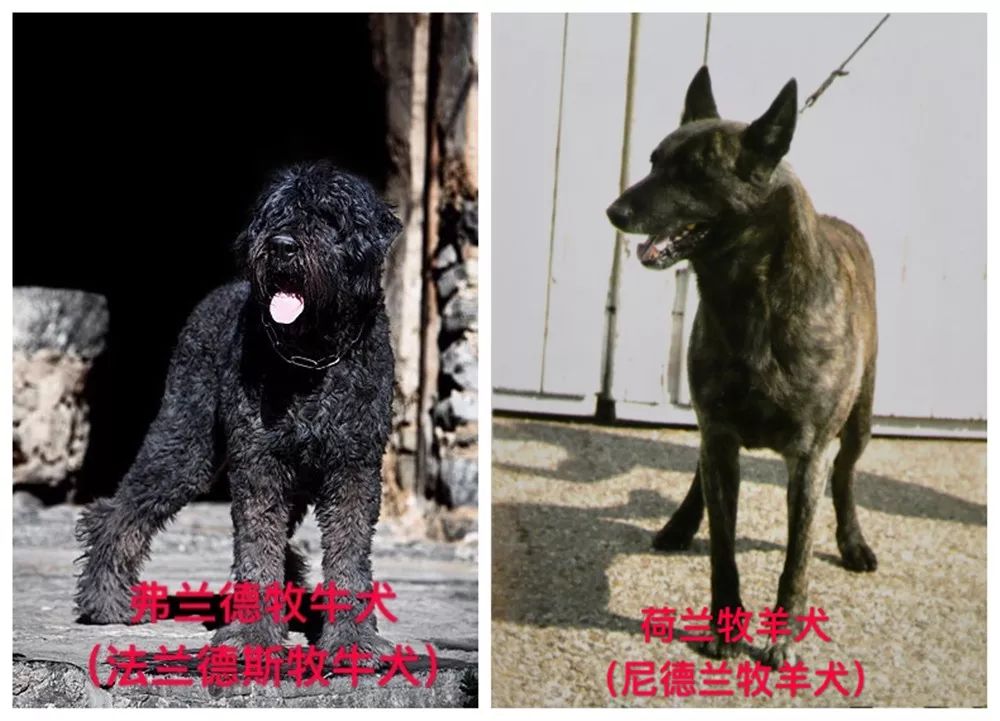 天津烈性犬,天津禁养犬重点管理区域划分