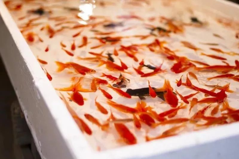 福利来了北欧风,日本清凉夏日祭