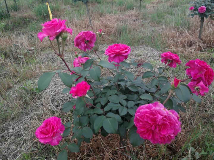 上虞玫瑰花基地,上虞区鲜花基地
