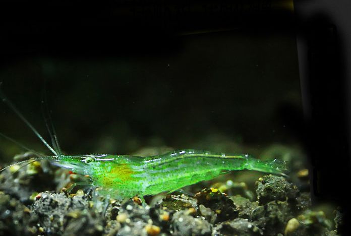 草缸观赏虾品种与养殖,观赏虾哪种在草缸里最好看